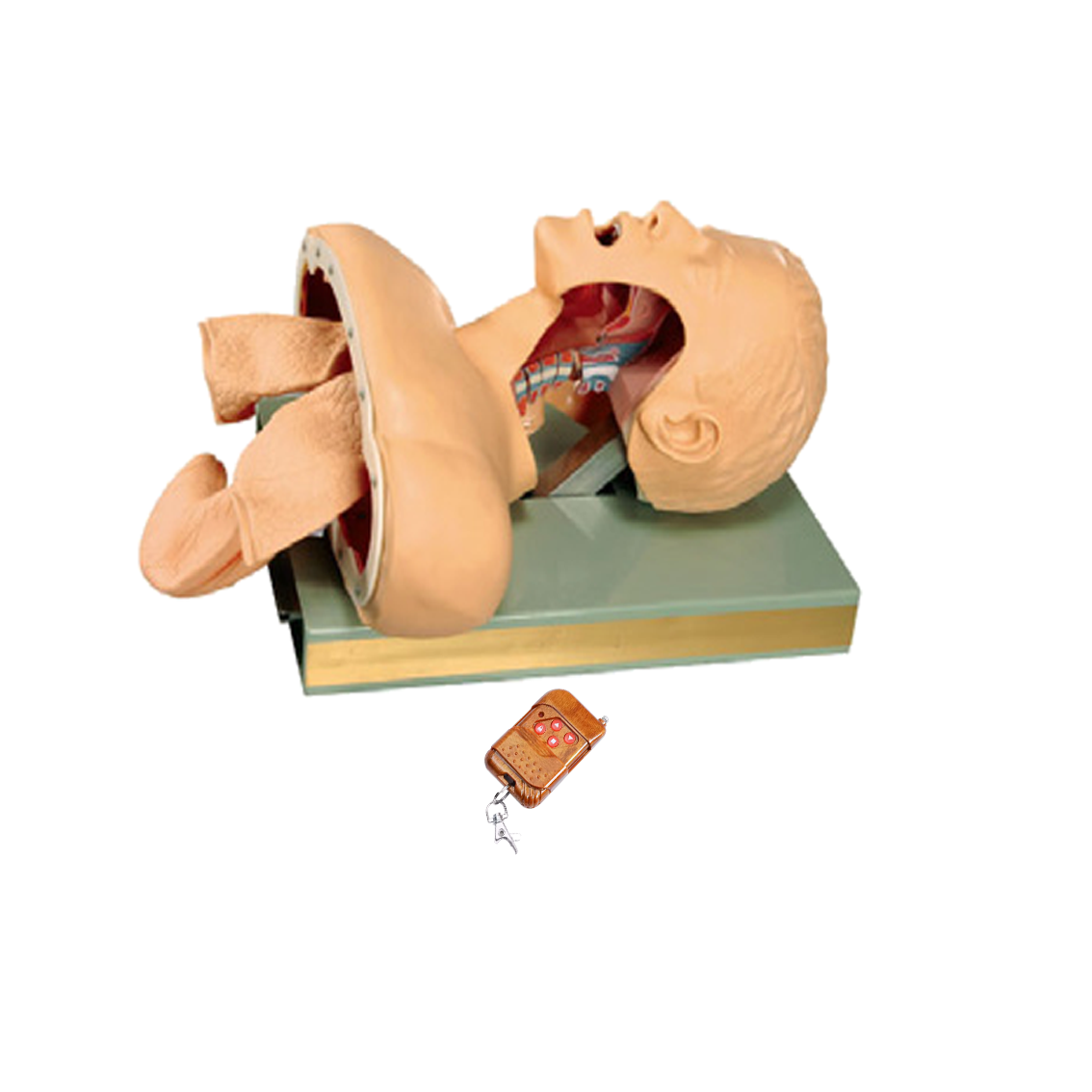 MJD018  高级气道创伤气管插管模型